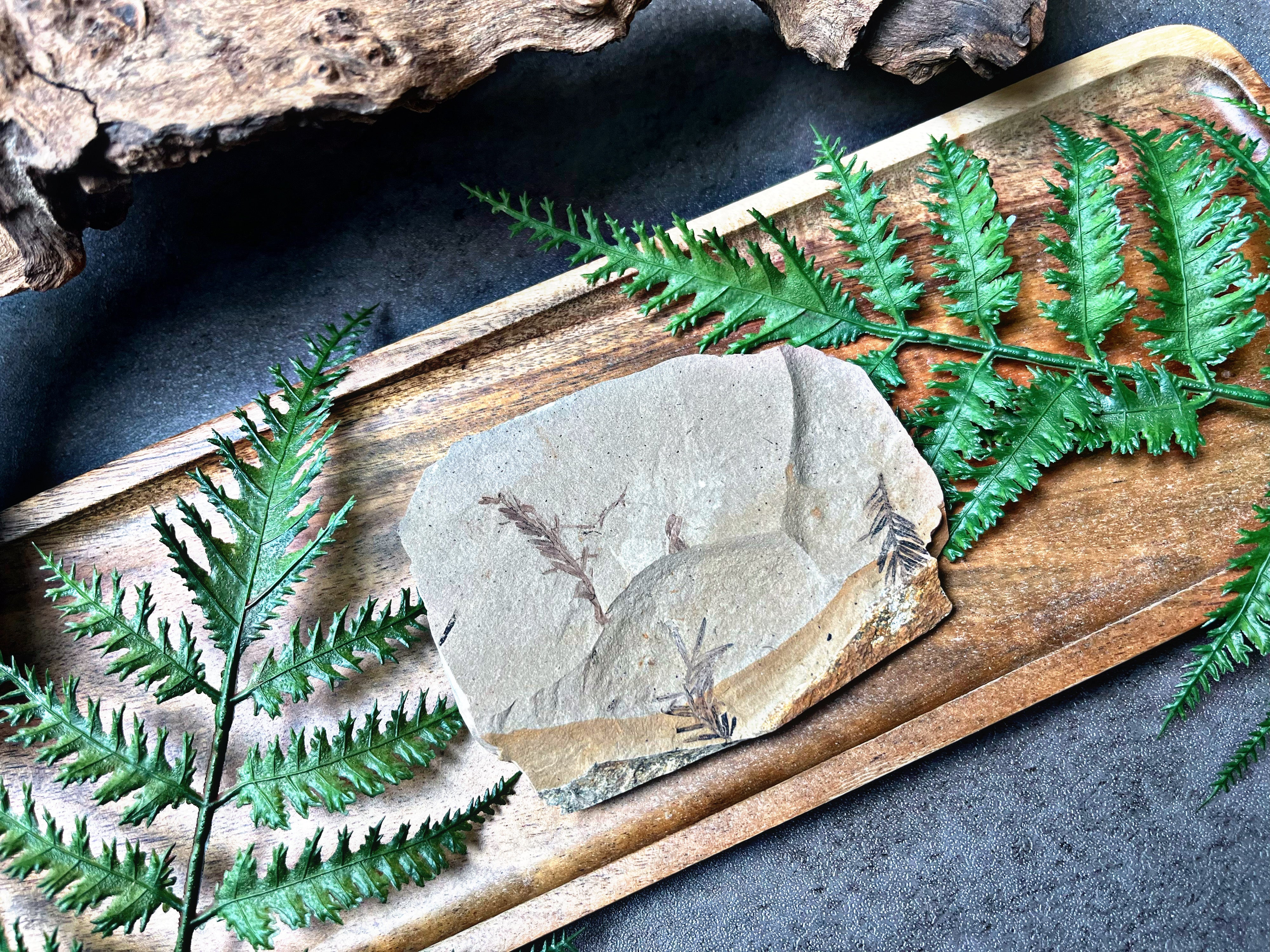 “Dawn Redwood”- Fossil