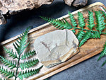 “Dawn Redwood”- Fossil