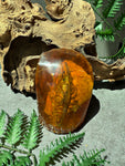 EXTREMELY RARE- “Fossilized Amber Shrimp”