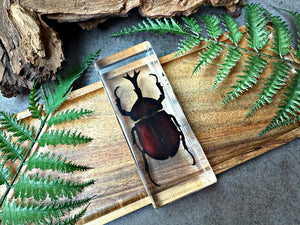 NEW “Rhinoceros Beetle“