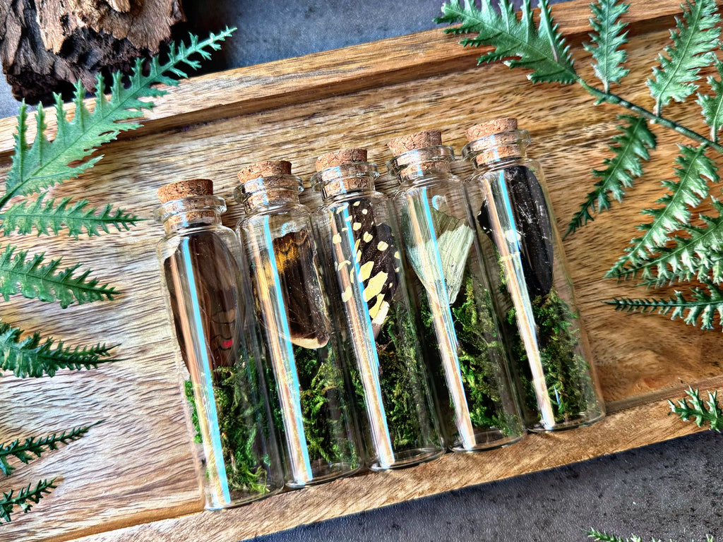 “Butterfly Terrarium Jars”