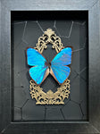 “Blue Morpho”