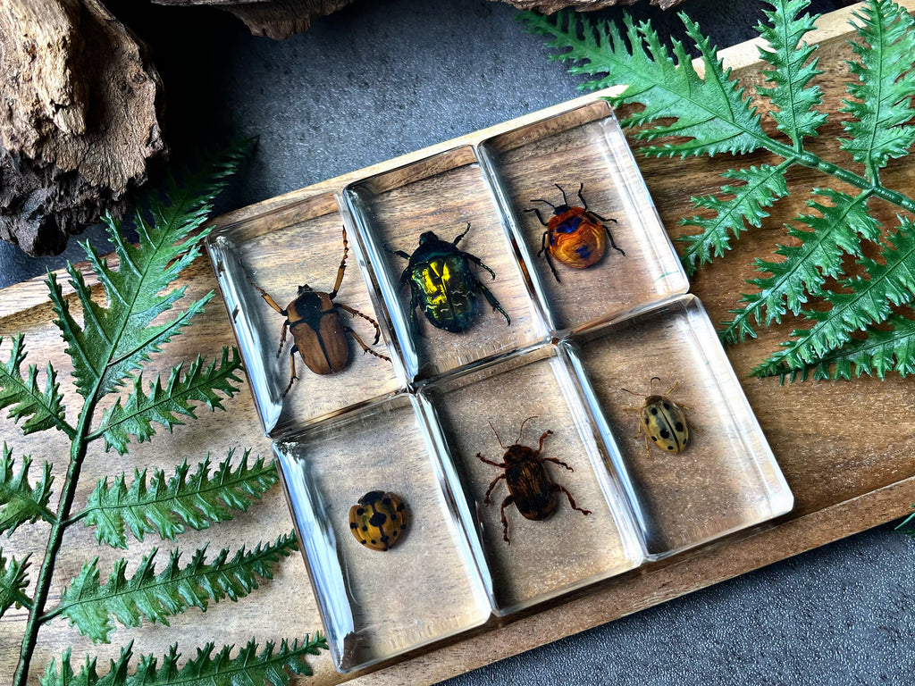 NEW “Beetle Collection”