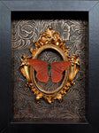 Appias Nero- Butterfly