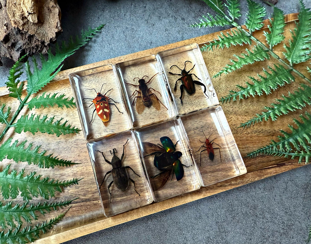 NEW “Bug Collection”