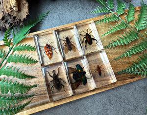 NEW “Bug Collection”
