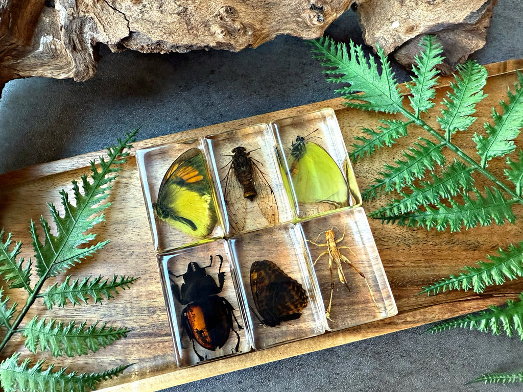 NEW “Lovely Creatures”
