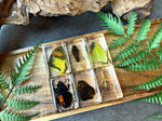 NEW “Lovely Creatures”
