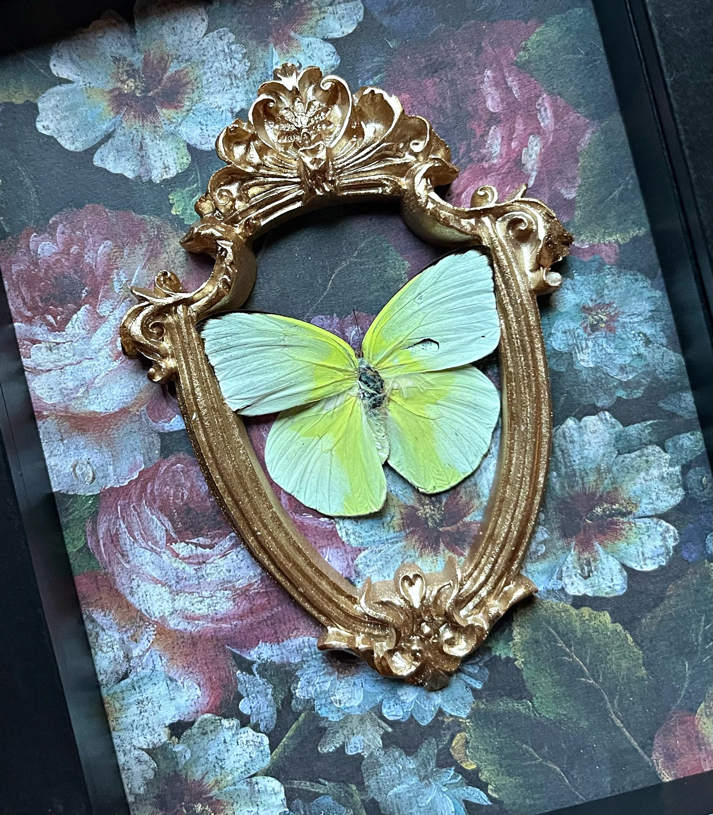 “Aphrissa Statira”- Butterfly