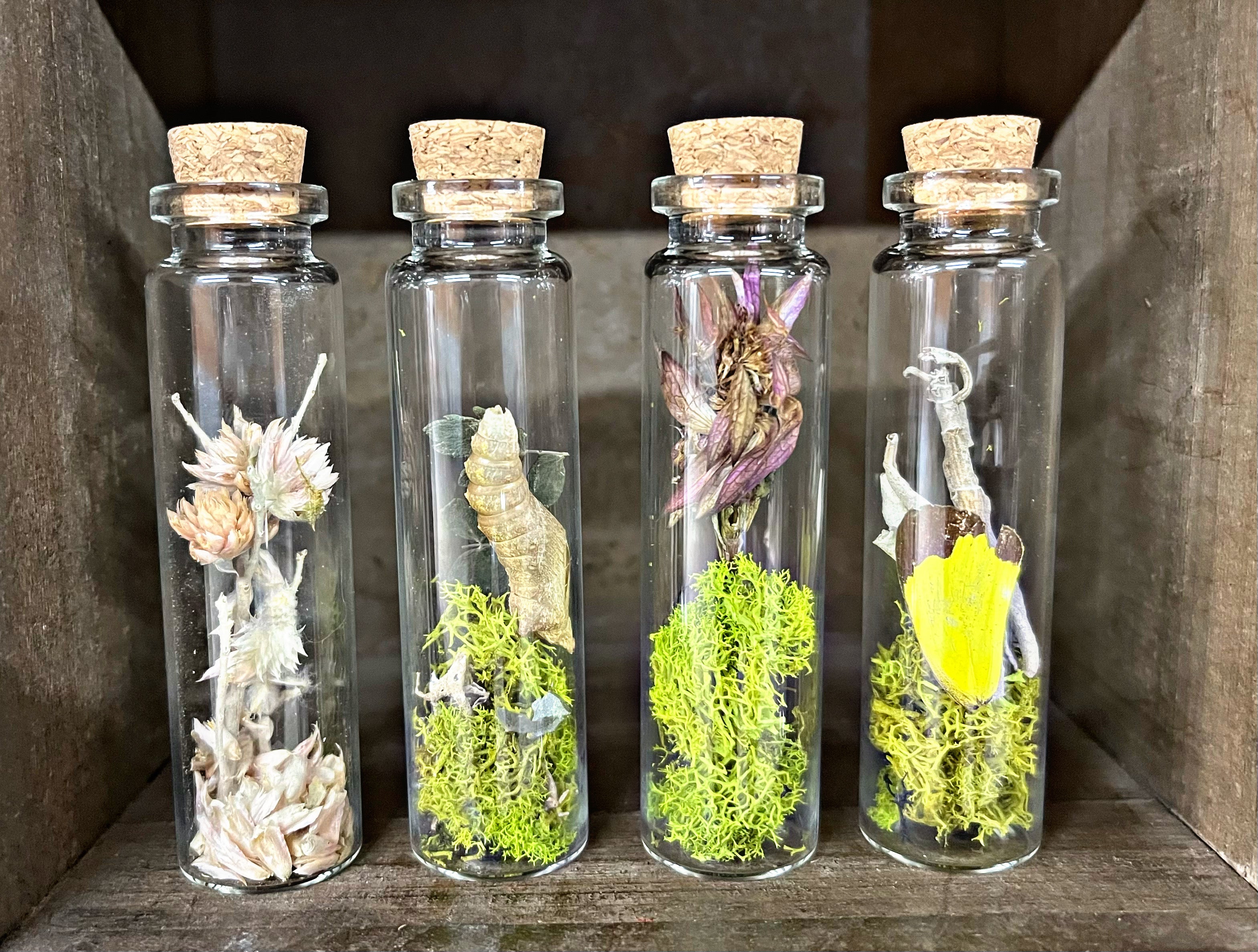 Nature Terrariums