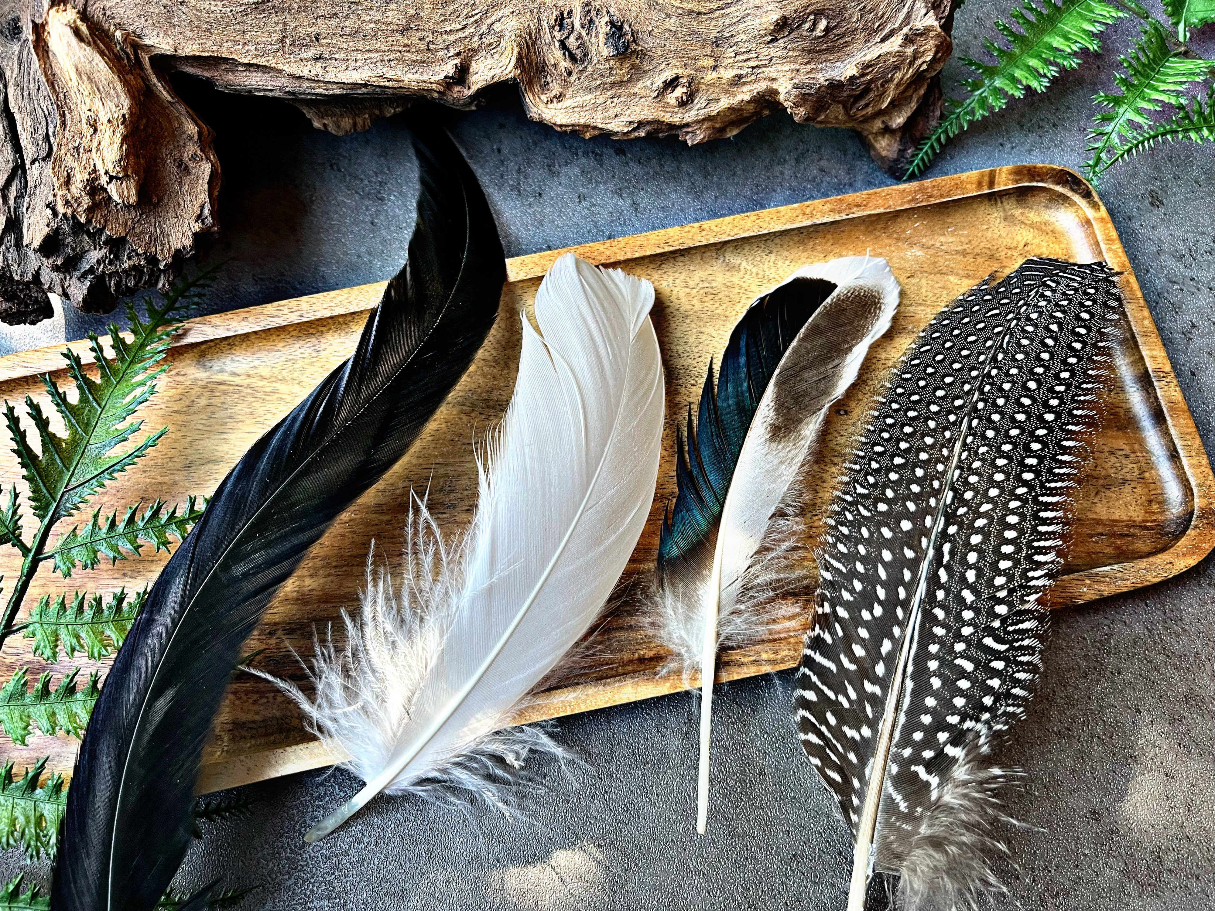 NEW “Feathers”