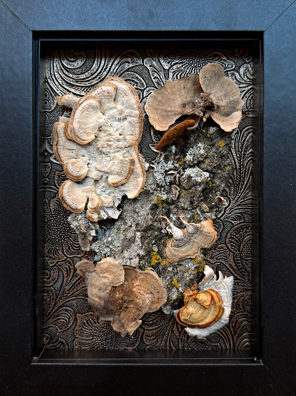 Mushroom Collection