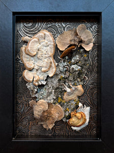 Mushroom Collection