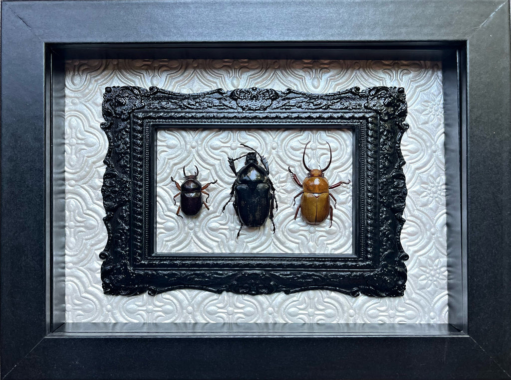 “Beetle Collection”