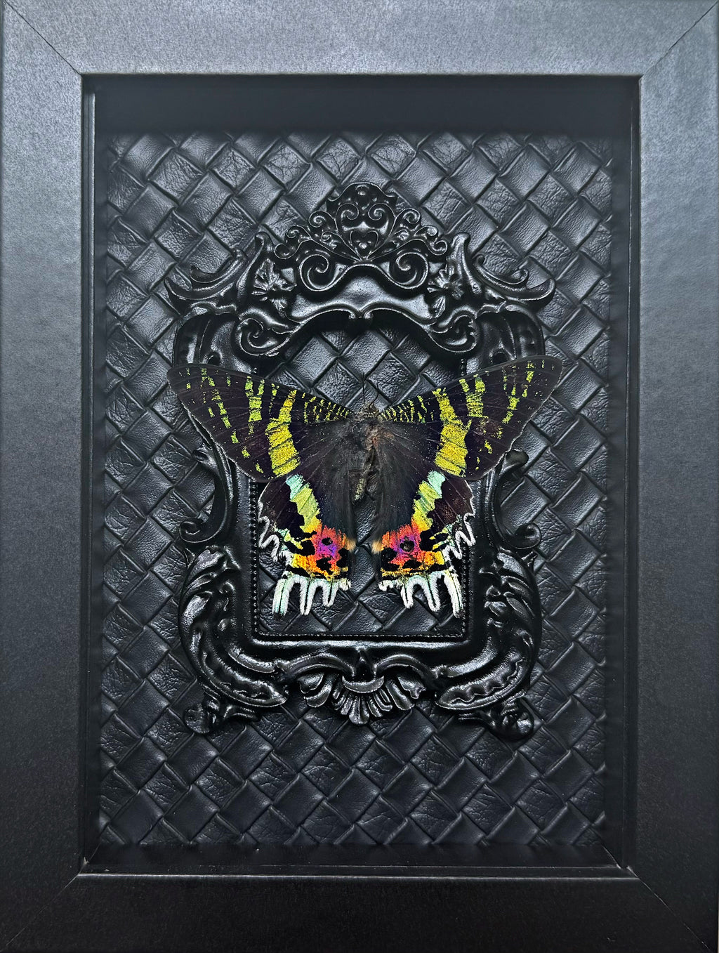 “Sunset Moth”