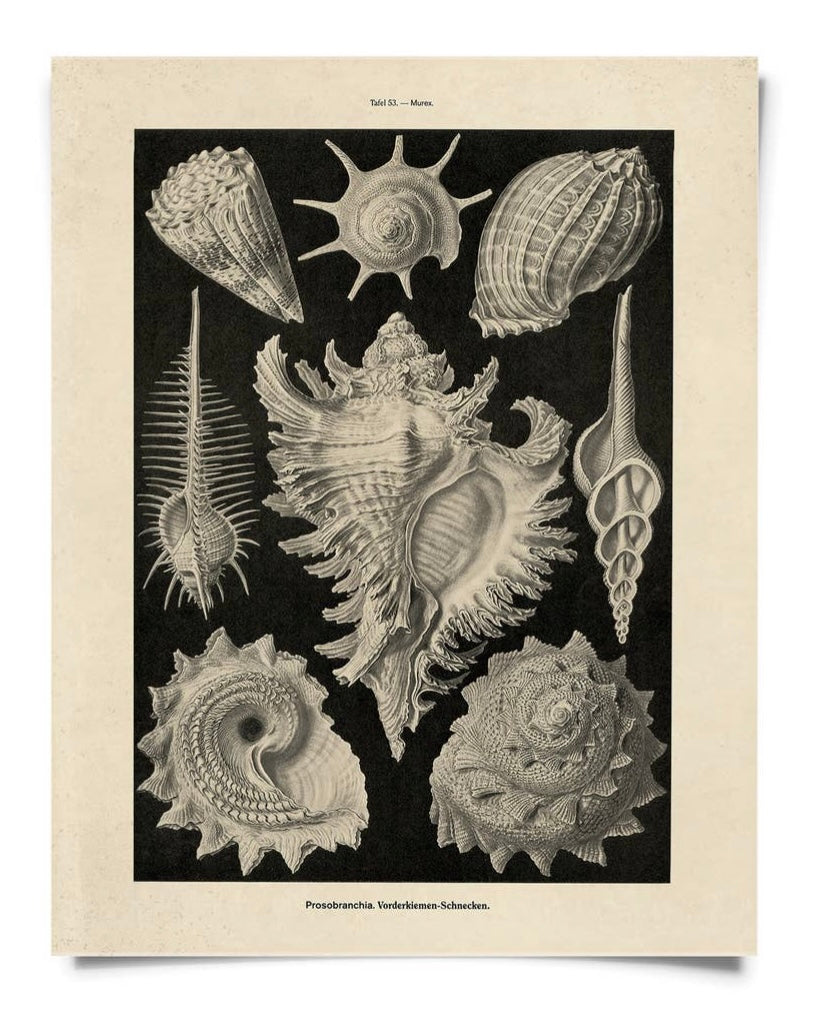 Vintage Haeckel Sea Snail Shell Print