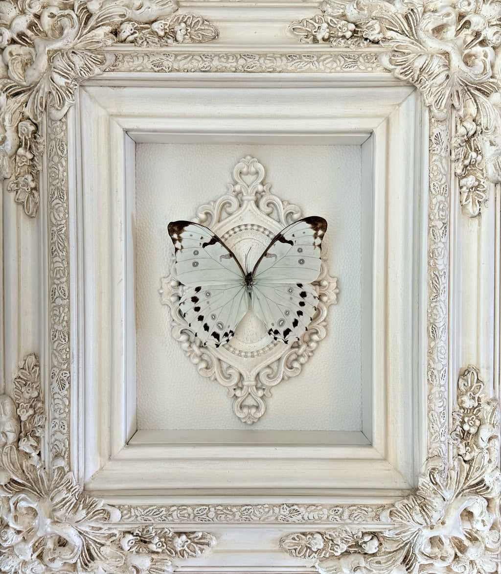 “Morpho Polyphemus”- Butterfly