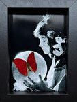 “Cymothoe Sangaris”- Butterfly
