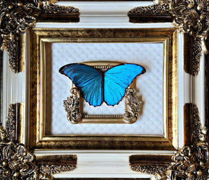 Morpho