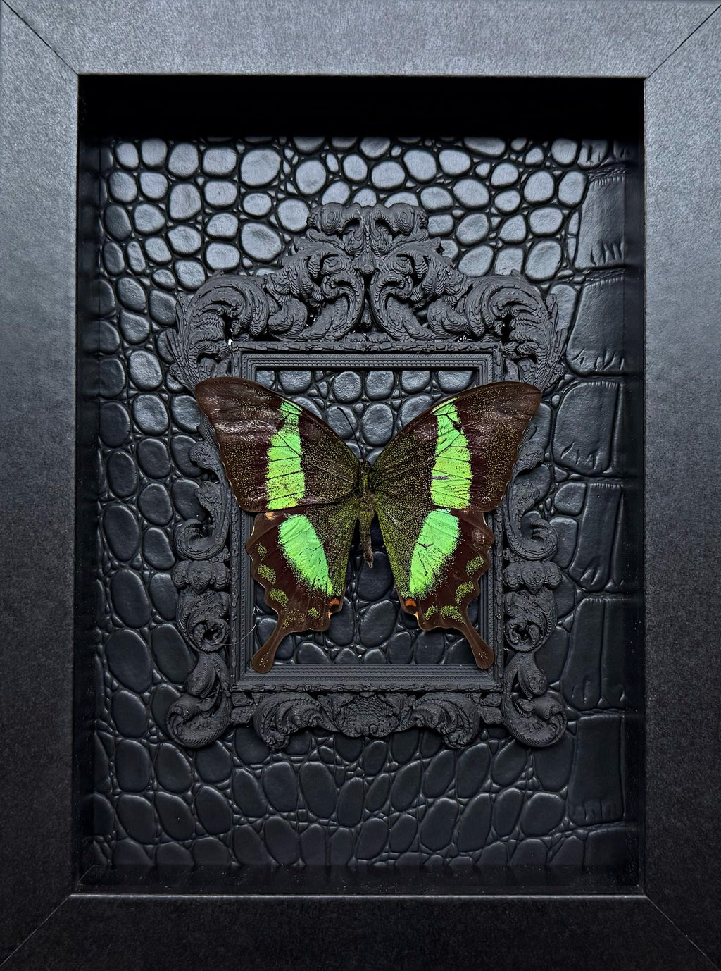 “Papilio Palinurus“- Butterfly