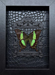 “Papilio Palinurus“- Butterfly