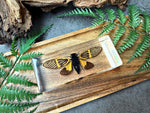 NEW “Cicada”