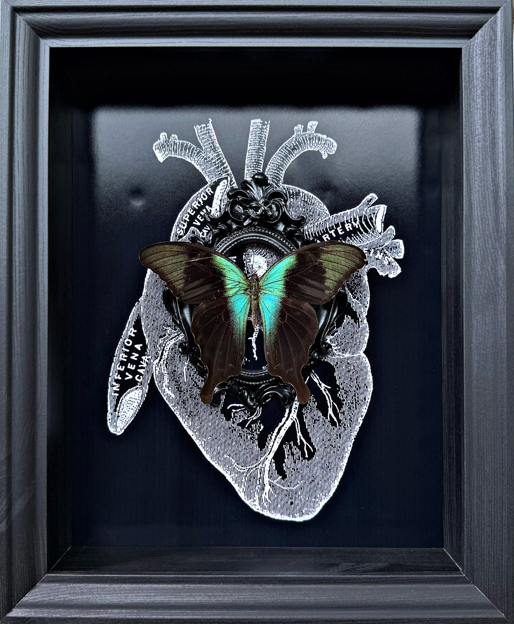 “Papilio Transiens”- Butterfly