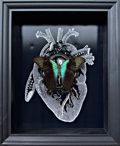 “Papilio Transiens”- Butterfly