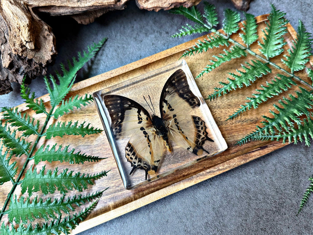 NEW “Leafwing Butterfly”