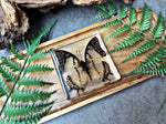 NEW “Leafwing Butterfly”