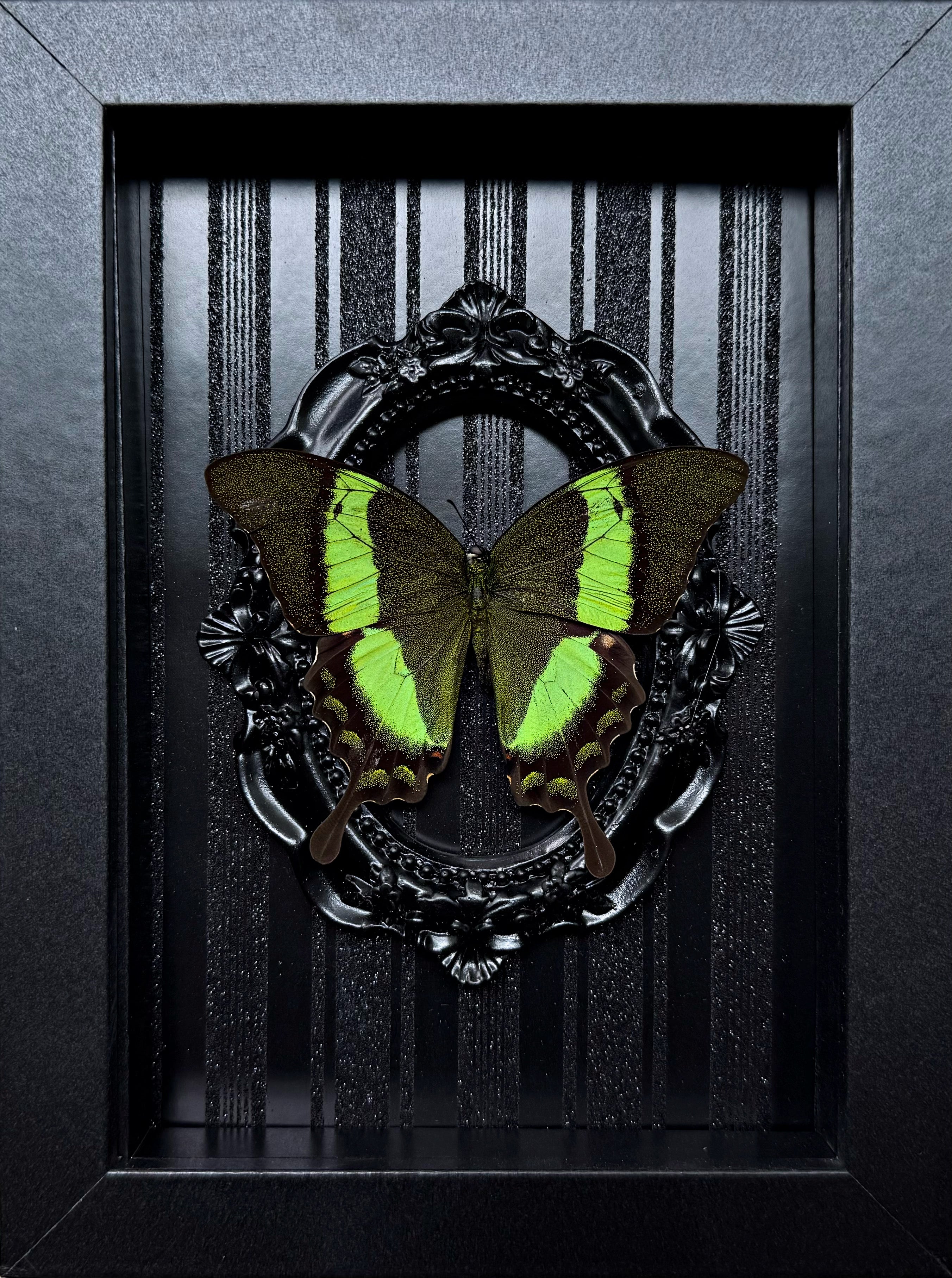 “Papilio Palinurus Swallowtail”- Butterfly