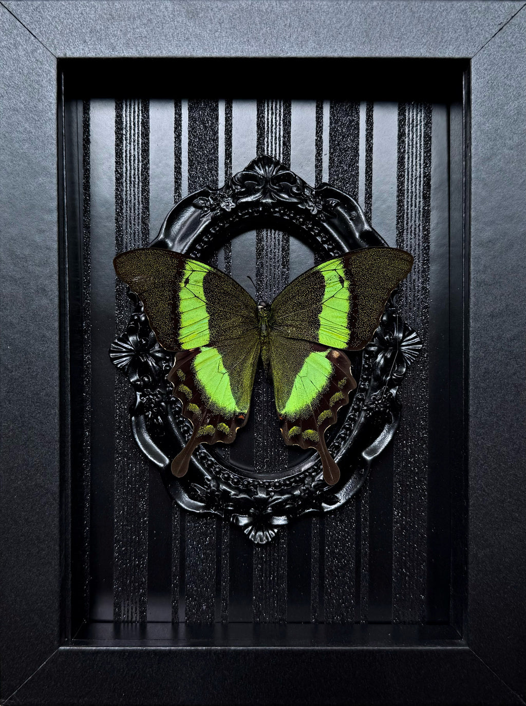 “Papilio Palinurus Swallowtail”- Butterfly