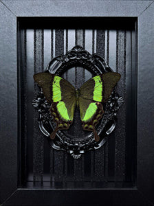 “Papilio Palinurus Swallowtail”- Butterfly