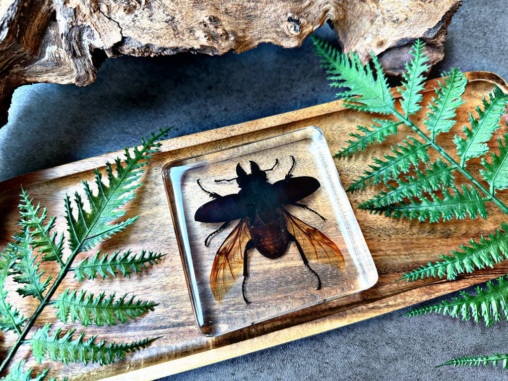 NEW “Beetle”