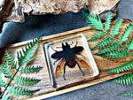 NEW “Beetle”
