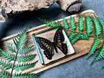 “Papilio Xuthus”- Butterfly