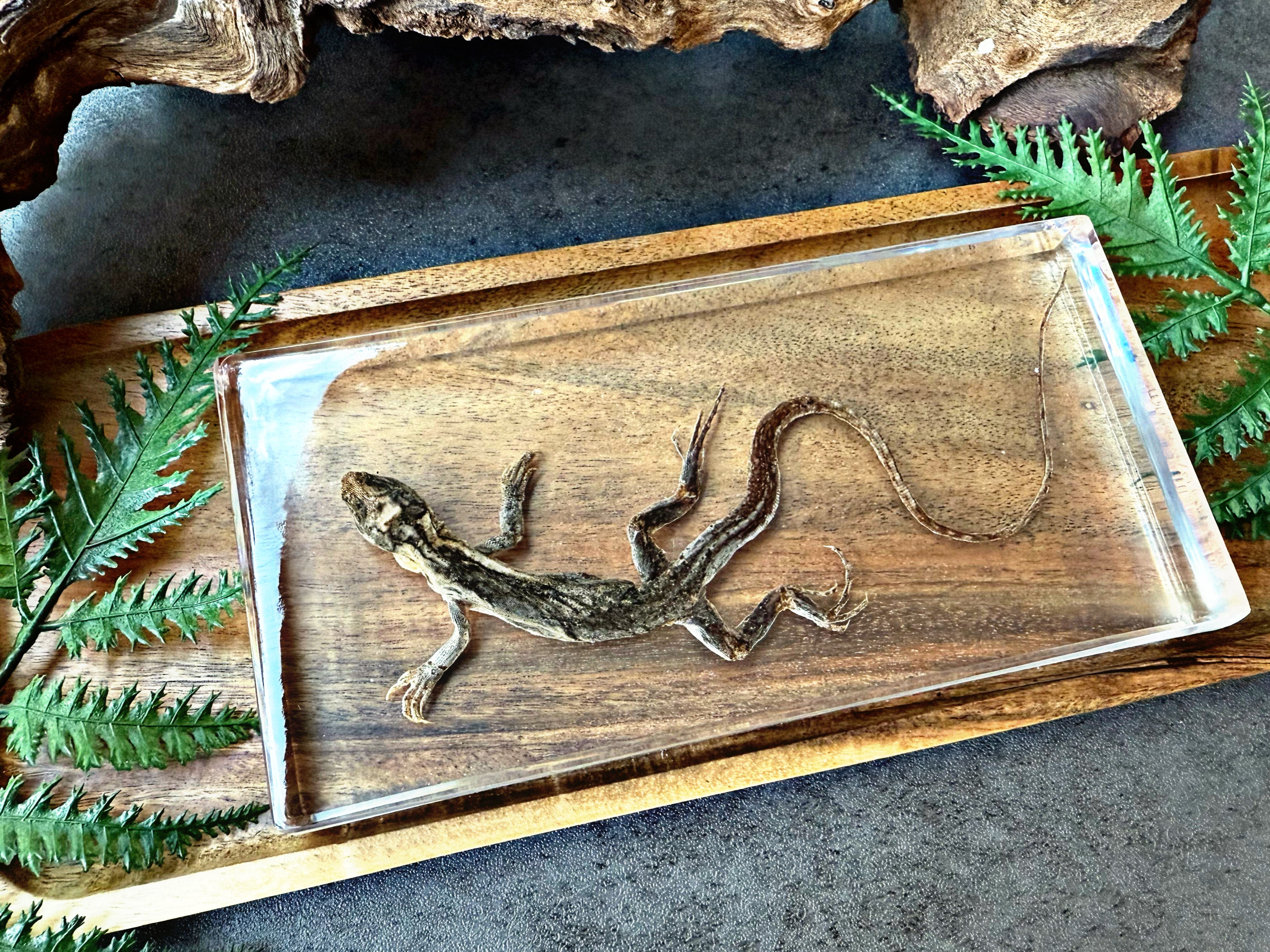 NEW “Lizard”