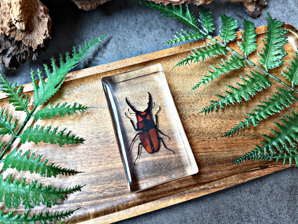 NEW Stag Beetle