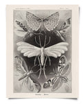 Vintage Haeckel Moth Insect Print