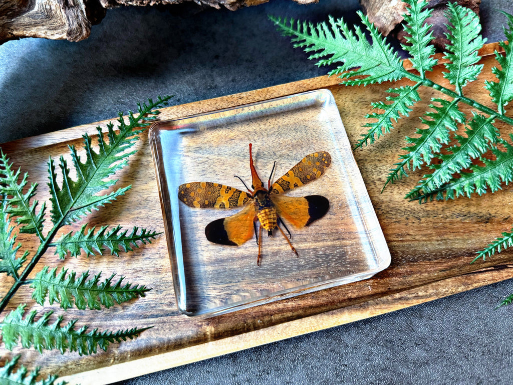 NEW “Lanternfly”