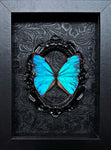 “Morpho”