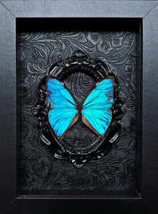 “Morpho”