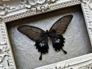 “Papilio lowi”- Butterfly