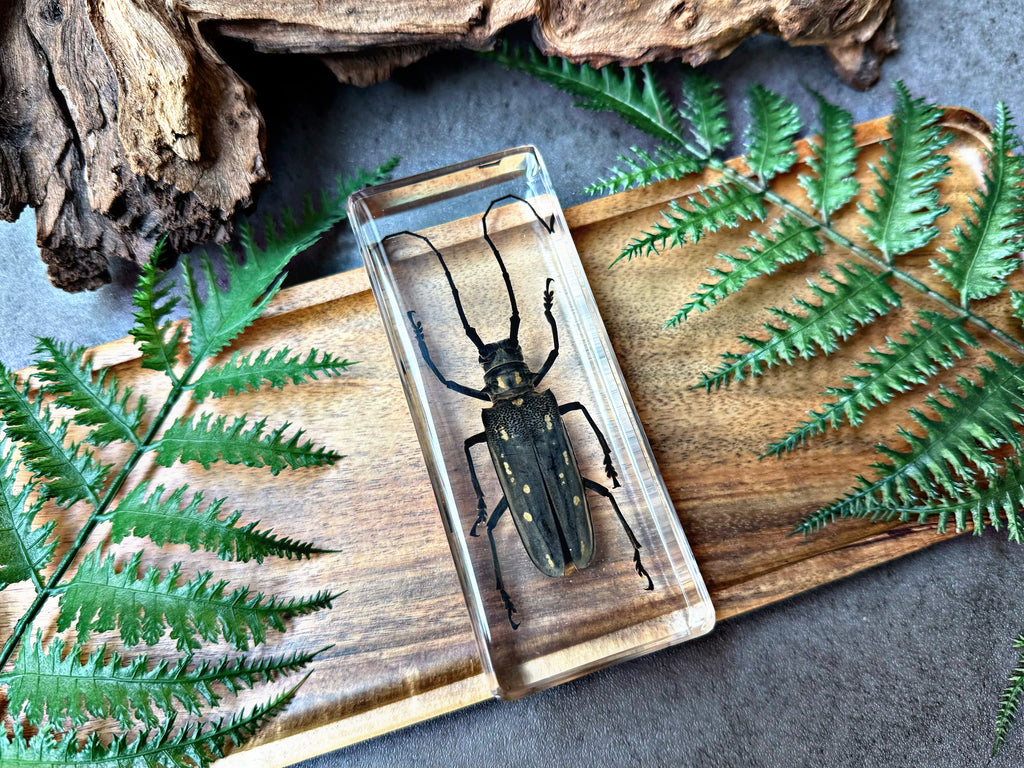 NEW “Batocera Rubus Beetle”