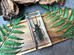 NEW “Batocera Rubus Beetle”