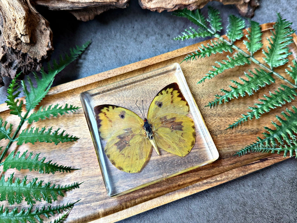 NEW “Lemon Emigrant Butterfly”