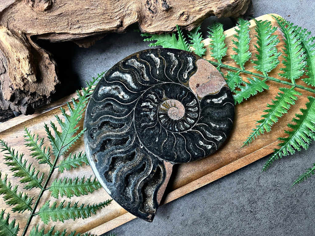 “Rare Black Ammonite Fossil”