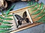 NEW “Asian Swallowtail Butterfly”