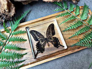 NEW “Asian Swallowtail Butterfly”