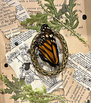 “Monarch”- One I Personally Raised